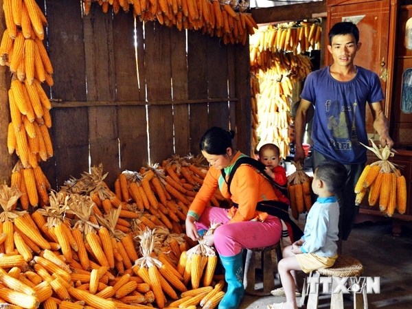 Ngô biến đổi gen đầu tiên được cấp chứng nhận an toàn sinh học